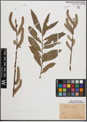 Foto von Salix cinerea L. x Salix viminalis L.